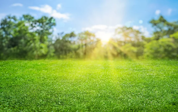 ぼんやりとしたボケと太陽の光を背景にした自然芝野 — ストック写真