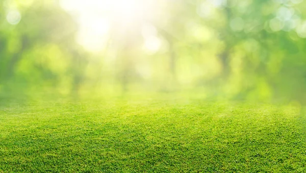 Природный Травяной Фон Размытым Боке Деревьями Парке — стоковое фото