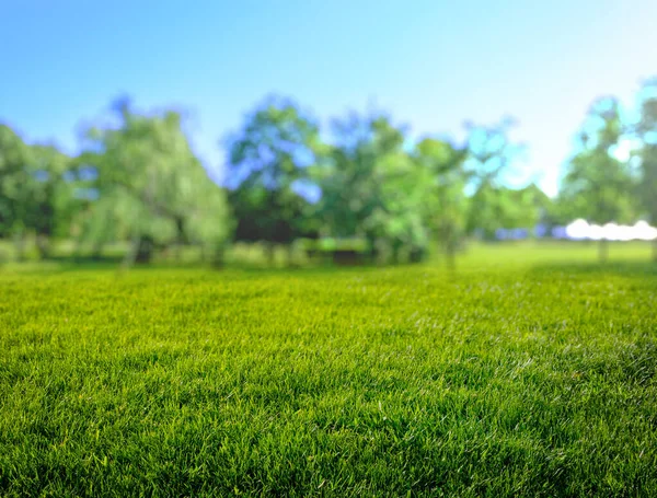 Naturligt Gräs Fält Bakgrund Med Suddig Bokeh Och Sol — Stockfoto