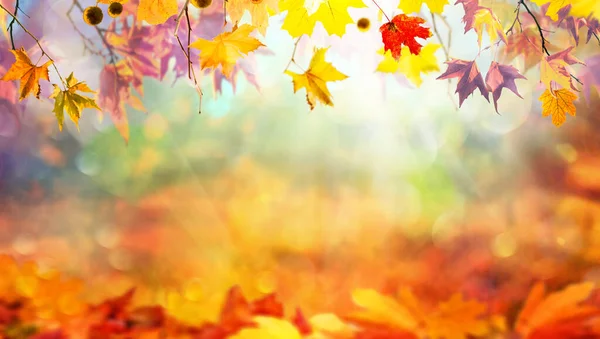 もみじの葉を持つ多色鮮やかな秋の枝 カラフルな秋の自然背景 — ストック写真