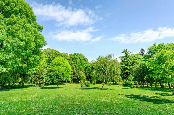 Landschap Van Groen Gazon Bomen Het Zomerpark Stockfoto
