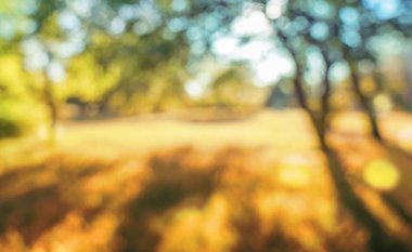 Bulanık doğal sonbahar ormanı arkaplanı Bokeh ile