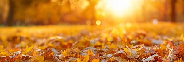 Pomarańczowy Jesień Liście Parku Słoneczny Jesień Naturalne Tło — Zdjęcie stockowe