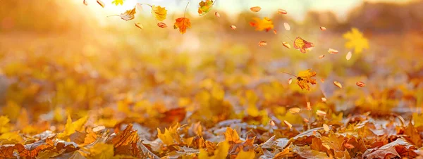 Oranžové Podzimní Listí Parku Slunečné Podzimní Přírodní Pozadí — Stock fotografie