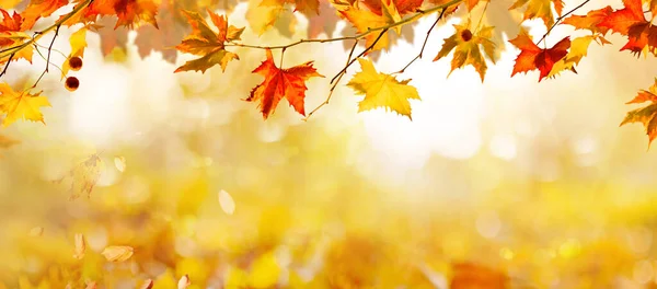 オレンジの秋の葉 メープルツリーと秋の自然の背景 秋の風景 — ストック写真