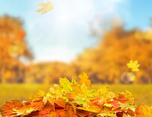 公园里成堆的秋叶 抽象的背景 免版税图库照片
