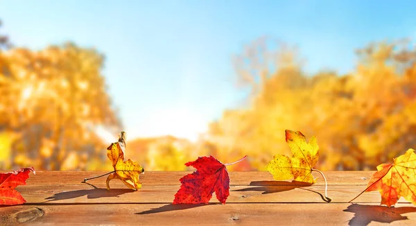 柳橙落叶和老木板 秋天自然背景 免版税图库图片
