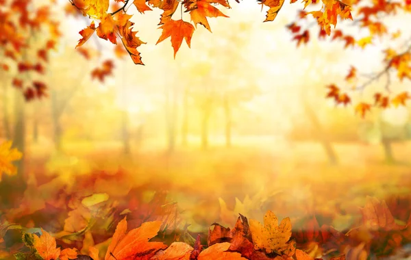 公園のオレンジの秋の葉 晴れた秋の自然の背景 — ストック写真