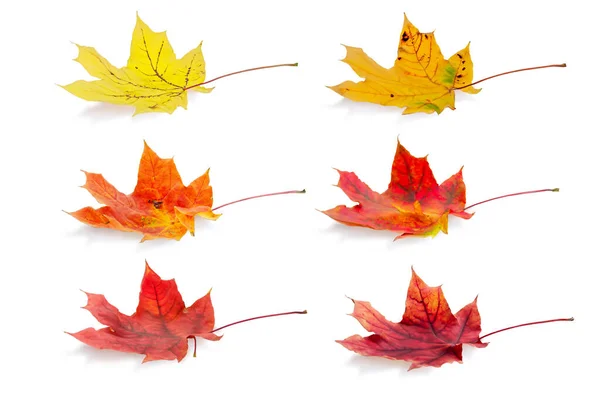Isolated Maple Leaves Collection Multicolored Fallen Autumn Leaves Isolated White — Stock Photo, Image