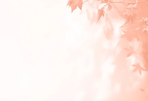 Αφηρημένη Φθινοπωρινή Σκηνή Αποχρώσεις Κρέμας Φθινοπωρινή Υφή Φόντο Σκιά Από — Φωτογραφία Αρχείου