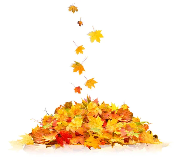 成堆的秋叶被白色的背景隔开了 免版税图库图片