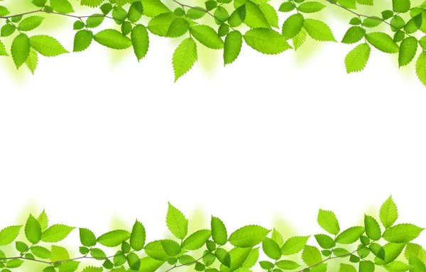 Ramo Verde Con Foglie Cornice Naturale Sfondo Floreale Isolato Bianco Foto Stock