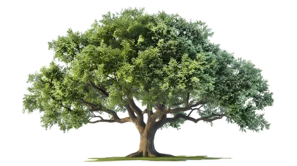 在白色背景上隔离的绿色橡木树 3D插图 免版税图库照片