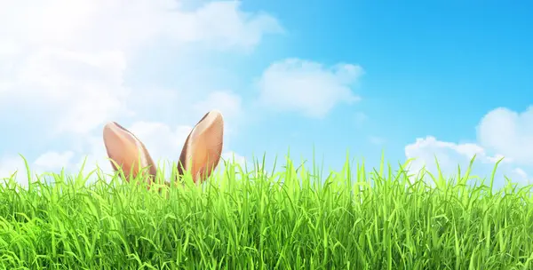 野兔的耳朵 从草丛中长出来的 东方背景 免版税图库图片