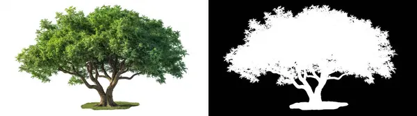 白い背景からの容易な隔離のためのマスクによって隔離される大きい緑のオークの木 3D図面 ストックフォト