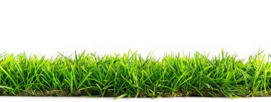 Beyaz arka plan üzerinde izole yeşil çim çim 