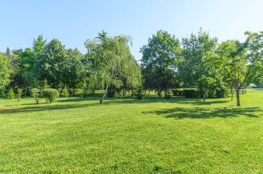 Yazlık park ağaçları ve çimenlikteki yeşil çimenler