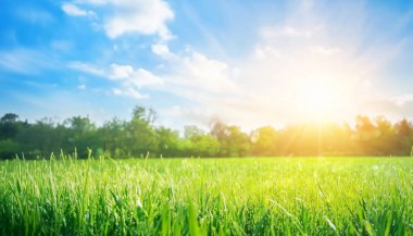 Bulanık bokeh ve güneş ışınlarıyla doğal bahar çim tarlası arka planı