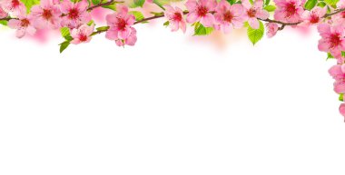 Bahar arkaplanı pembe sakura çiçekli dallar, beyaz üzerine izole edilmiş.