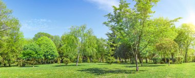Yazlık park ağaçları ve çimenlik alanda yeşil çimenler