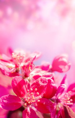 Ağaç dalında pembe bahar kiraz çiçekleri