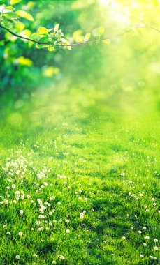 yeşil doğal çimen ve yapraklar güneş ışınlarıyla 