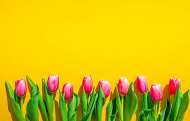 Sarı laleli güzel bahar arkaplanı