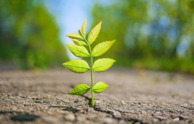 Küçük yeşil bitki asfalttaki çatlaktan büyür.