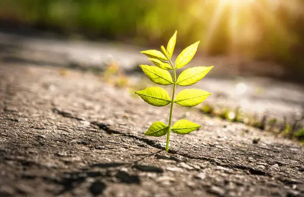 Çölde kurak çöl çatlaklarında filizlenen bitki.