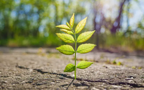 Küçük yeşil bitki asfalttaki çatlaktan büyür.