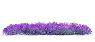 Beyaz arkaplanda lavanta çiçeği tarlası, 3 boyutlu illüstrasyon