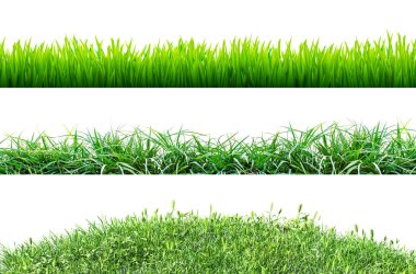 Beyaz arkaplanda izole edilmiş çeşitli yeşil çimenler