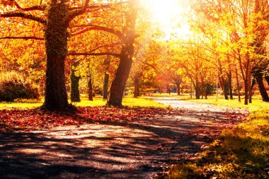 Turuncu ve kırmızı sonbahar yaprakları, sonbahar parktaki doğal arka plan