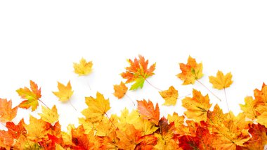 Renkli sonbahar yaprakları beyaz arkaplana düşüyor