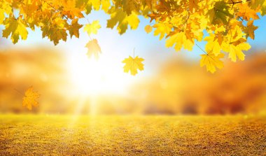 Ormanda portakal yaprakları, sonbahar doğal alan arkaplanı bulanık bokeh ve güneş ışınları