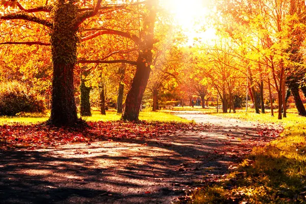 Turuncu ve kırmızı sonbahar yaprakları, sonbahar parktaki doğal arka plan