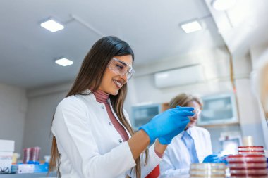 Bilim adamı çeşitli bakteri, doku ve kan örnekleriyle Petri Tabakları ile çalışıyor. Antibiyotikler için ilaç araştırması kavramı, DNA ile hastalıkların iyileştirilmesi,.