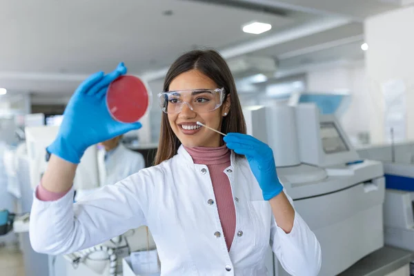 Cientista Trabalha Com Pratos Petri Com Várias Bactérias Tecidos Amostras — Fotografia de Stock