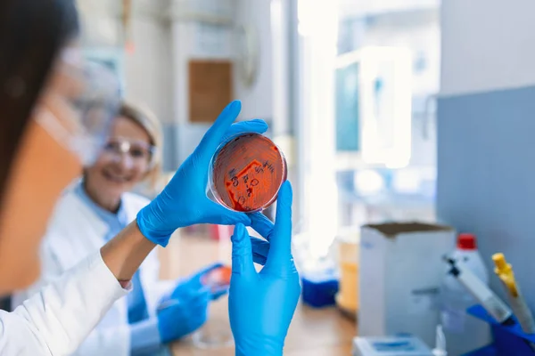 Mão Cientista Segura Uma Placa Petri Com Bactérias Bactérias Enxertia — Fotografia de Stock