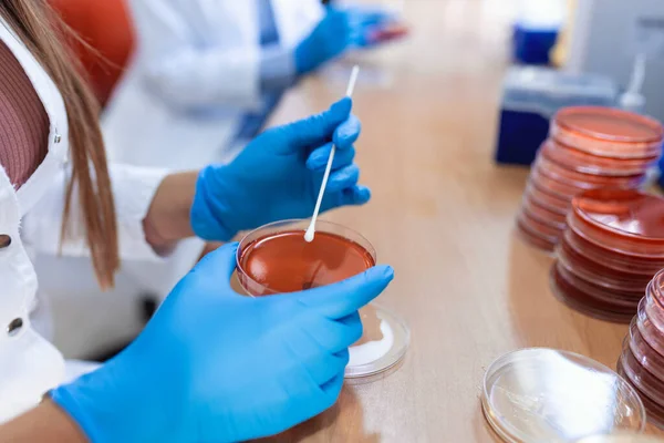 Kırmızı Arka Planda Petri Kabında Kimyasal Araştırma Mikrobiyoloji Laboratuvarında Plaka — Stok fotoğraf