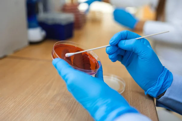 Chemische Forschung Petrischalen Auf Rotem Hintergrund Zubereitung Von Platten Einem — Stockfoto
