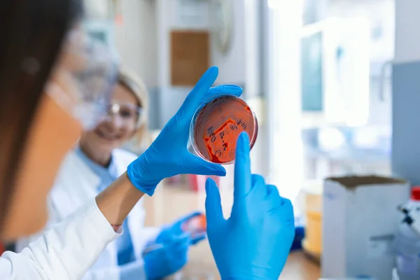 Científico Sosteniendo Una Placa Petri Con Clones Bacterianos Técnico Laboratorio — Foto de Stock