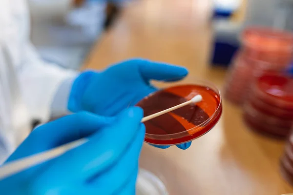 Chemický Výzkum Petriho Misky Červeném Pozadí Příprava Misek Mikrobiologické Laboratoři — Stock fotografie