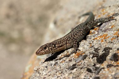Kaya üzerinde bir duvar kertenkelesi