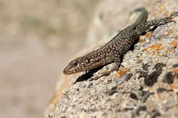 Wall Lizard Rock — Stock Photo, Image