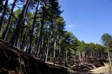 Seyahat etmek sırt çantası ile ormanda yürür.