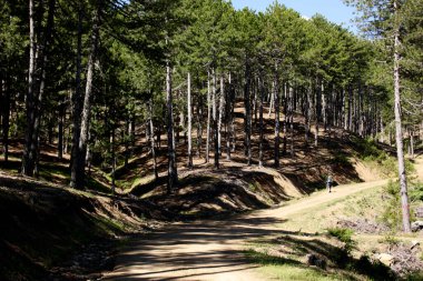 Seyahat etmek sırt çantası ile ormanda yürür.