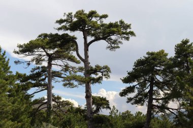 Ormanda büyük çam ağaçları