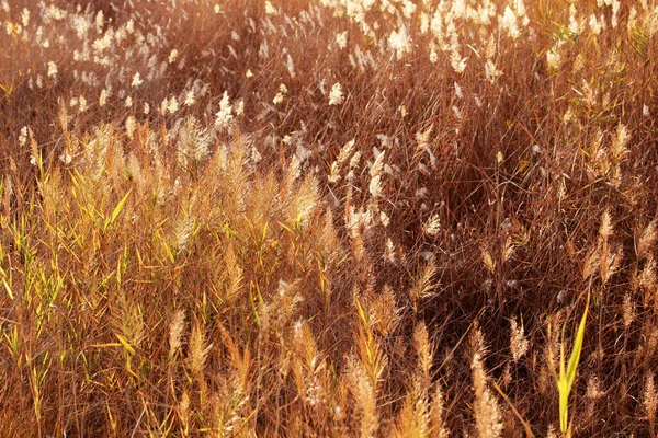 自然の中で黄色の草 自然抽象的なテクスチャ背景 — ストック写真