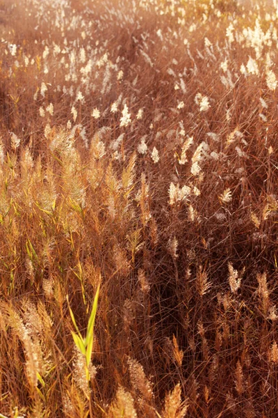 自然界中的黄草 自然抽象纹理背景 — 图库照片